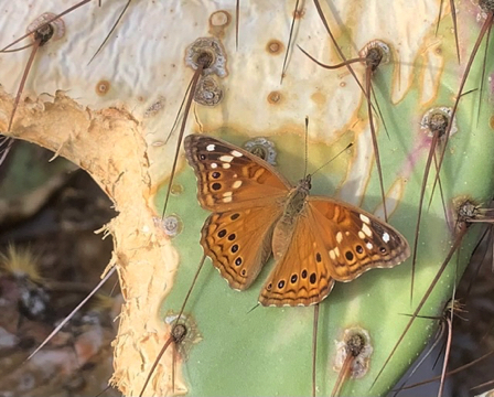 Nov 30 - Butterfly on a prickly pear pad.